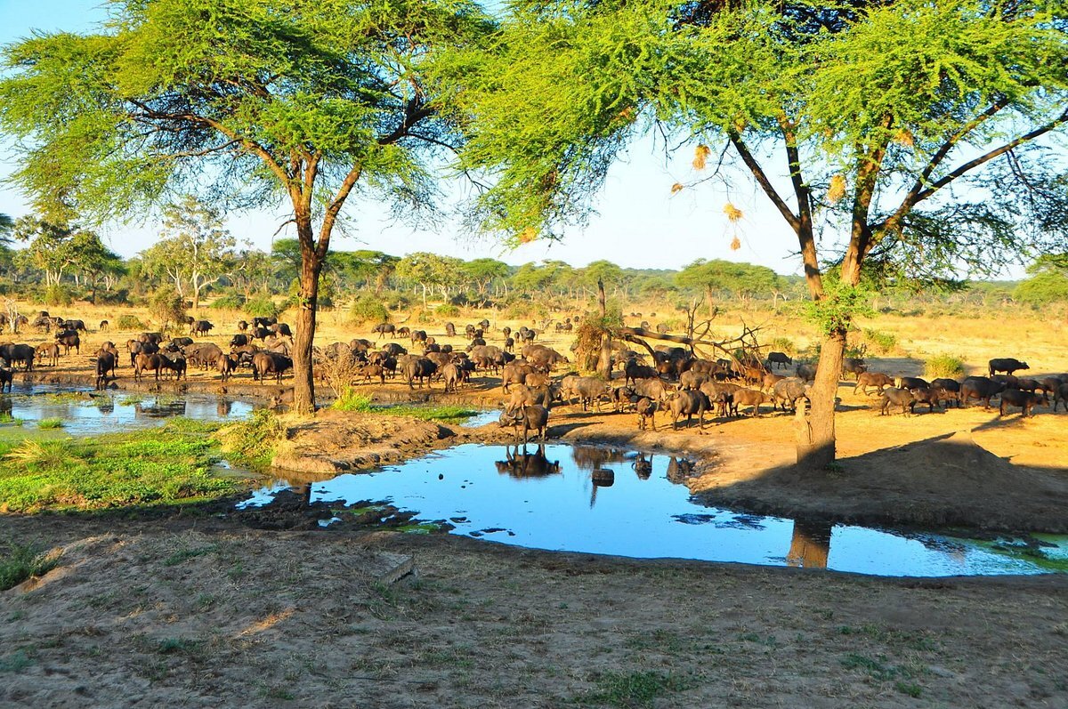 senyatisafari.com - Experience Nature Up Close - Book Your Escape Now!